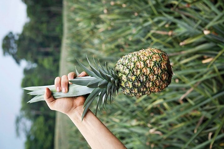 Arenal volcano sloths + waterfall hike+ Coffee-chocolate tour  - Photo 1 of 25